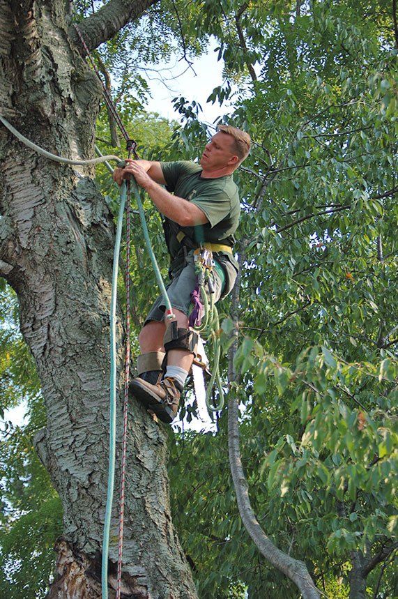 tree services