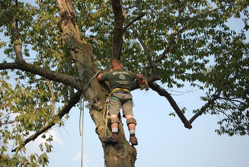 tree trimming