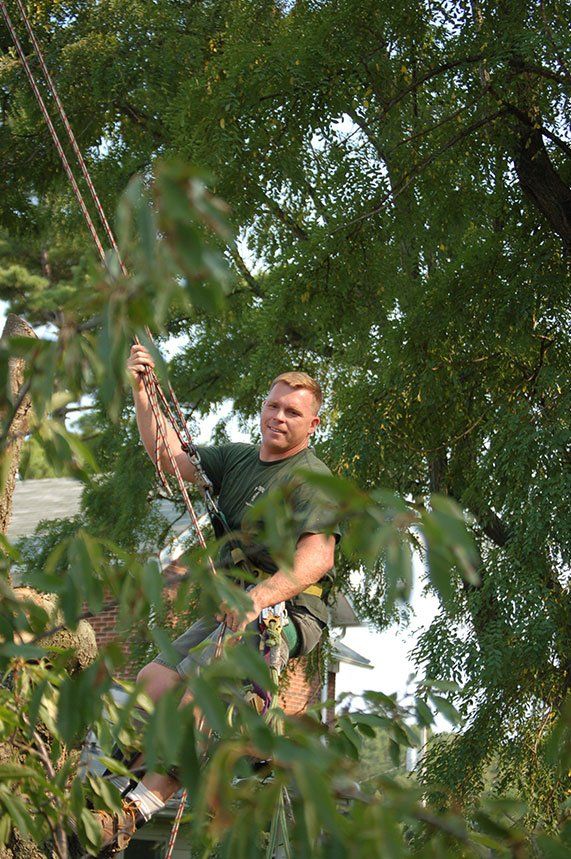 tree services