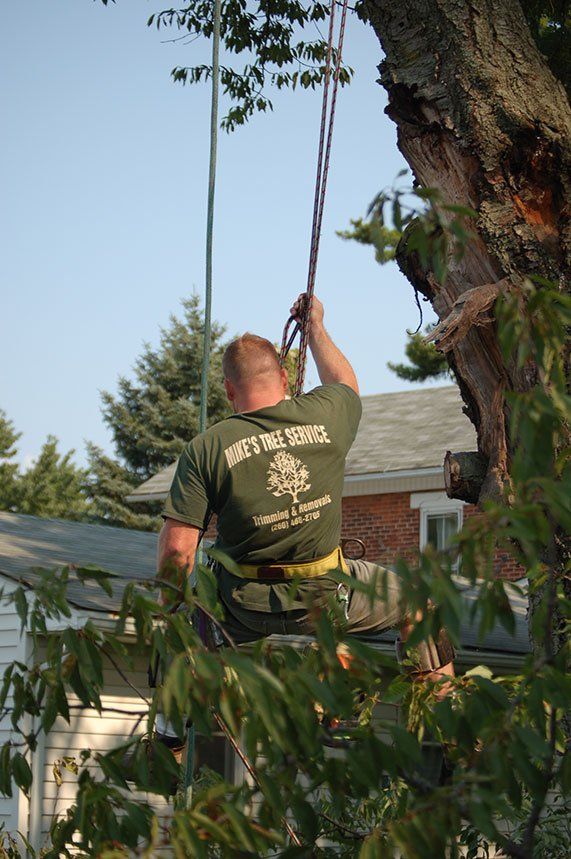 tree services