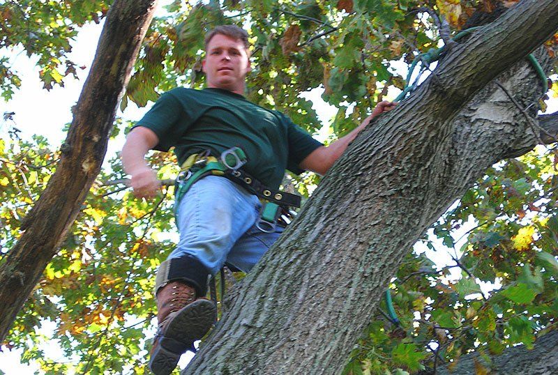 tree services
