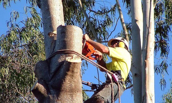 tree removal