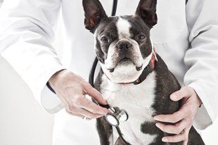 Wellness examination