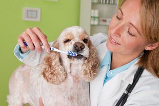 Dental Care