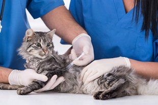 Injecting booster to cat