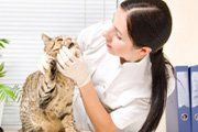 Cat dental check