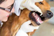 Dog dental check