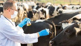 Cattle