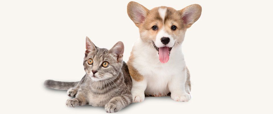 Cute cat and dog