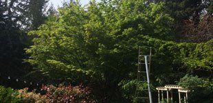 Ornamental Tree Pruning in Port Orchard