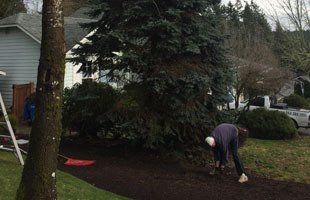 Tree Pruning Gig Harbor