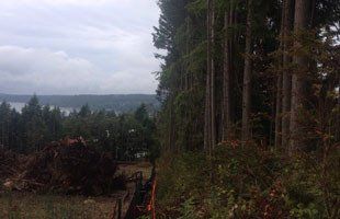 Arborist Report Gig Harbor