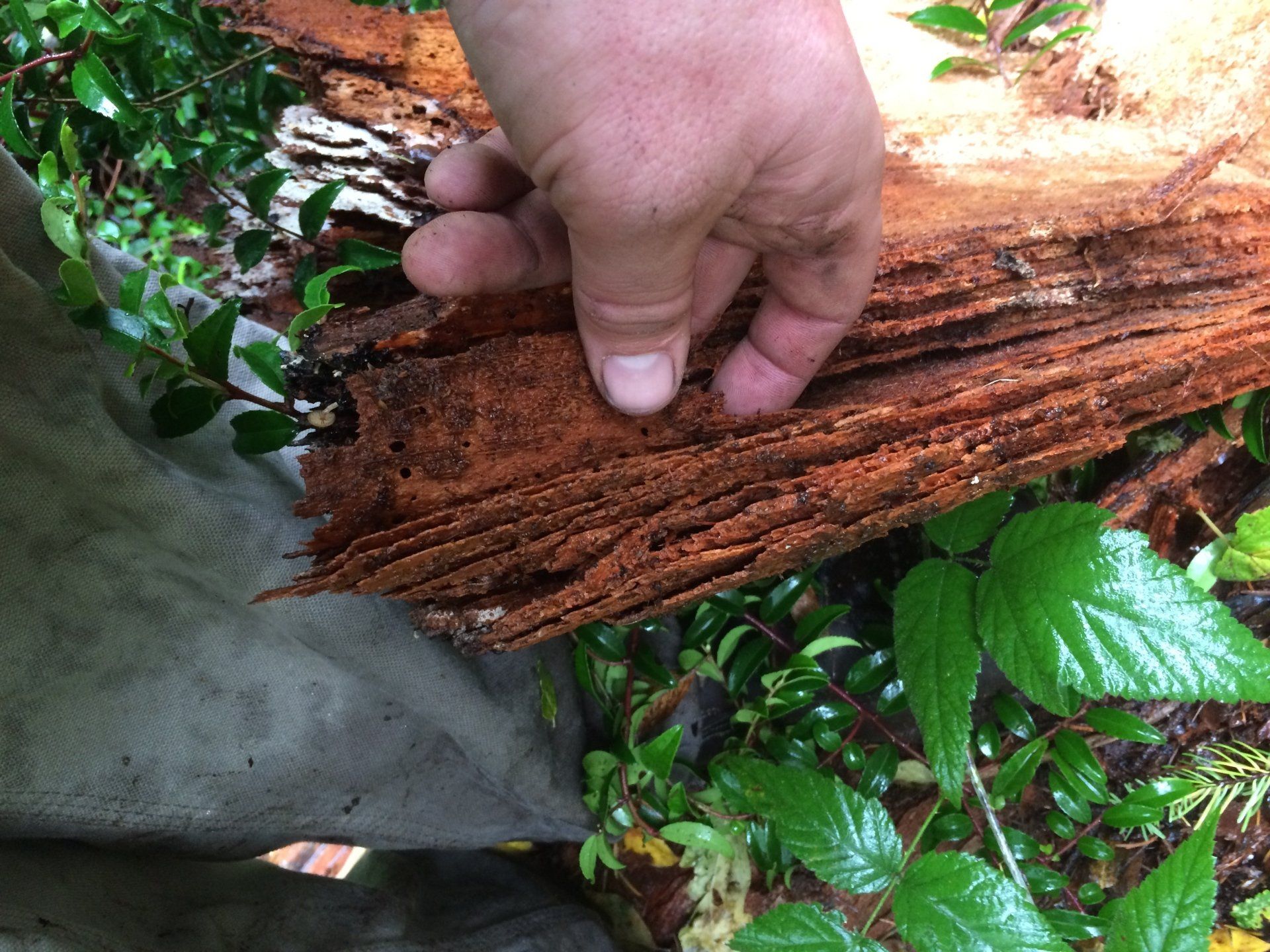Laminated Root Rot in Gig Harbor