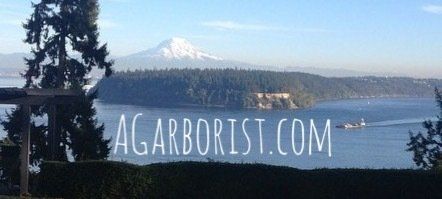 Hedge Trimming in Gig Harbor