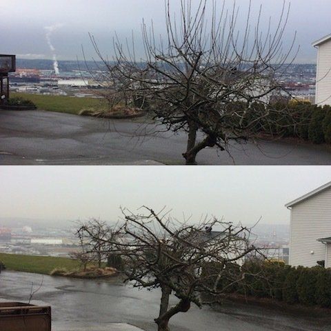 Fruit tree Pruning in Tacoma