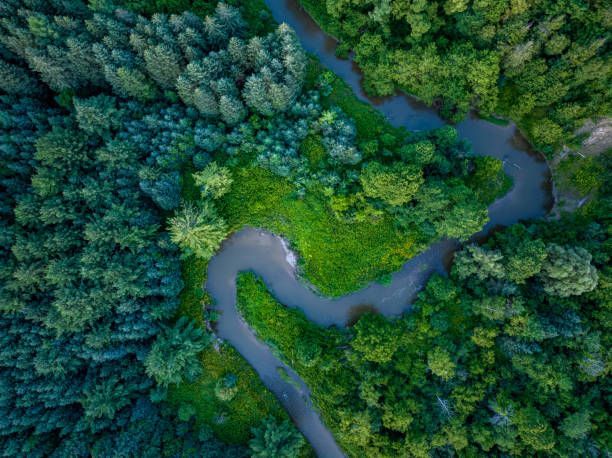 Aerial view of a winding river through dense green forest canopy.