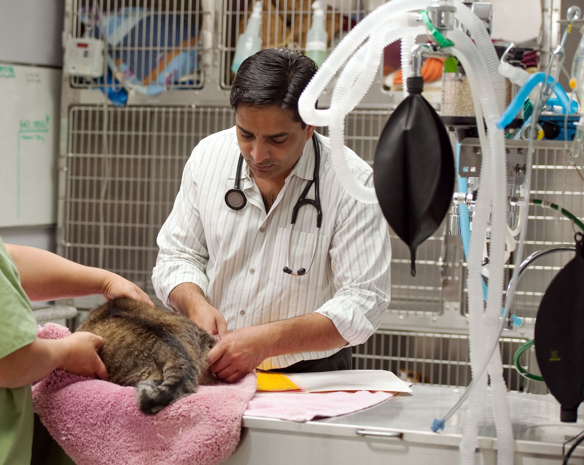Veterinarian examining a cat on a table, assisted by someone in scrubs; equipment in the background.