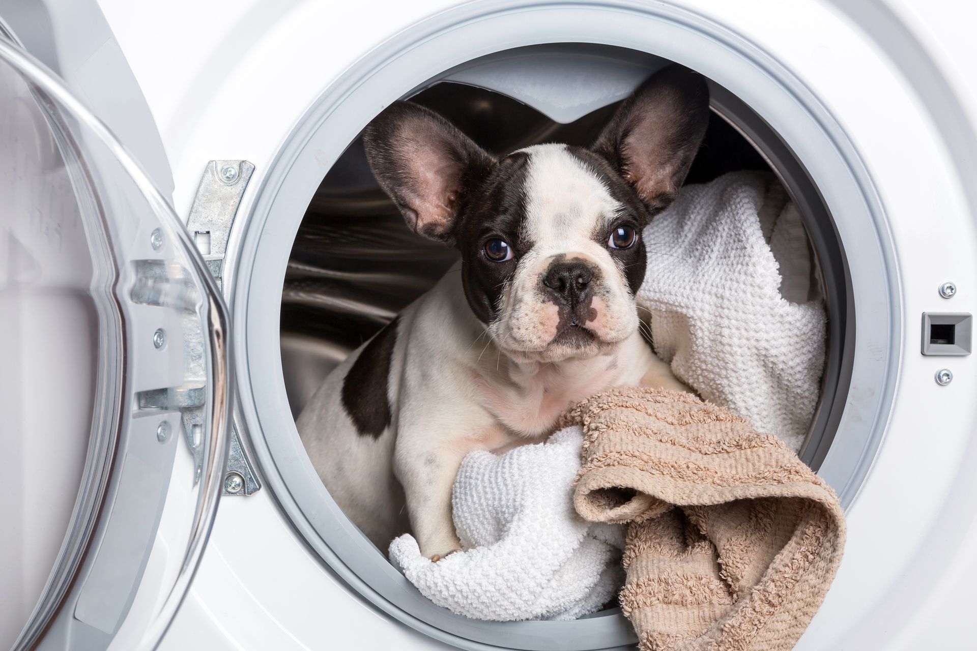 French bulldog puppy inside an open washing machine, surrounded by towels.