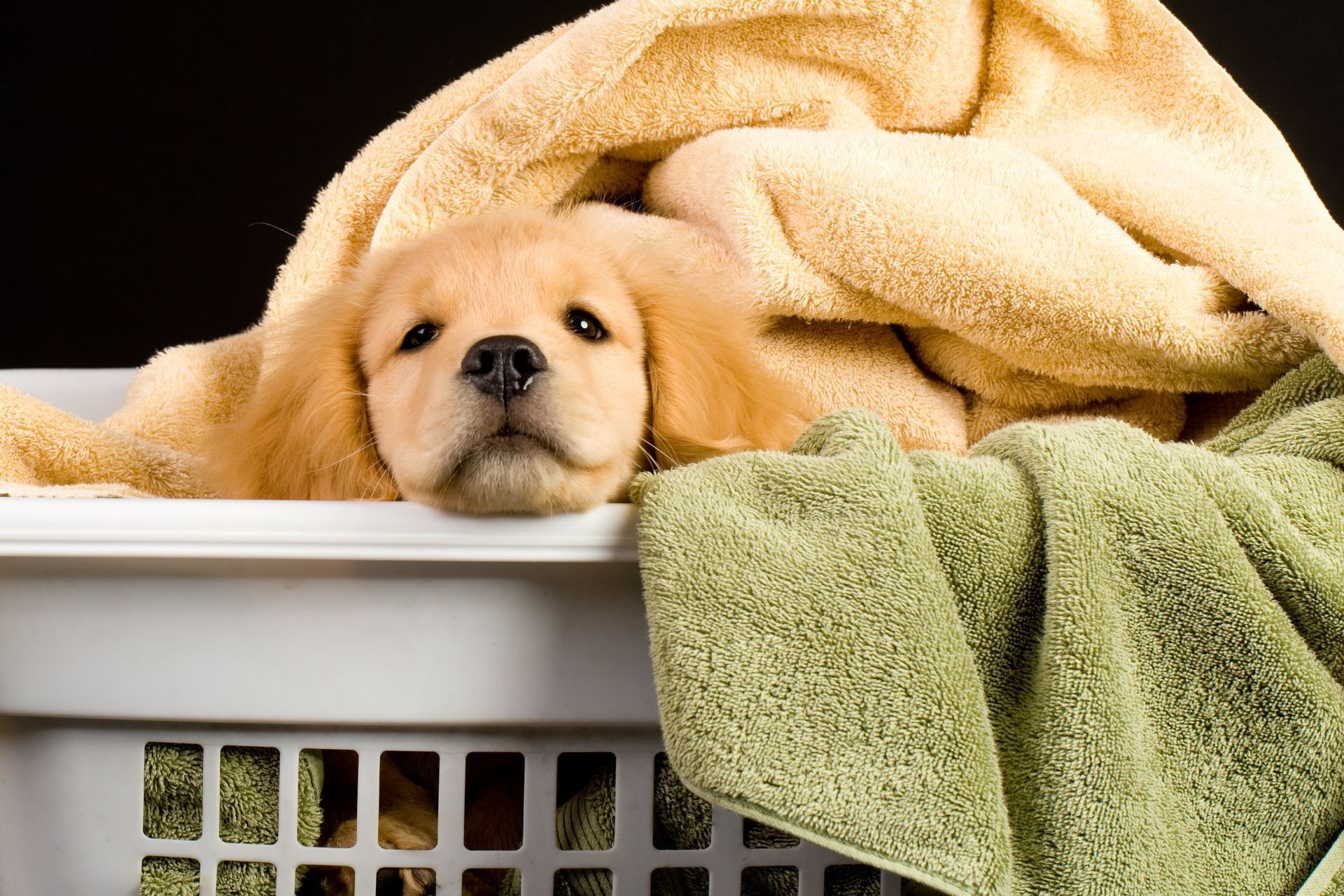 Golden retriever puppy peeking out of a laundry basket, nestled among towels.