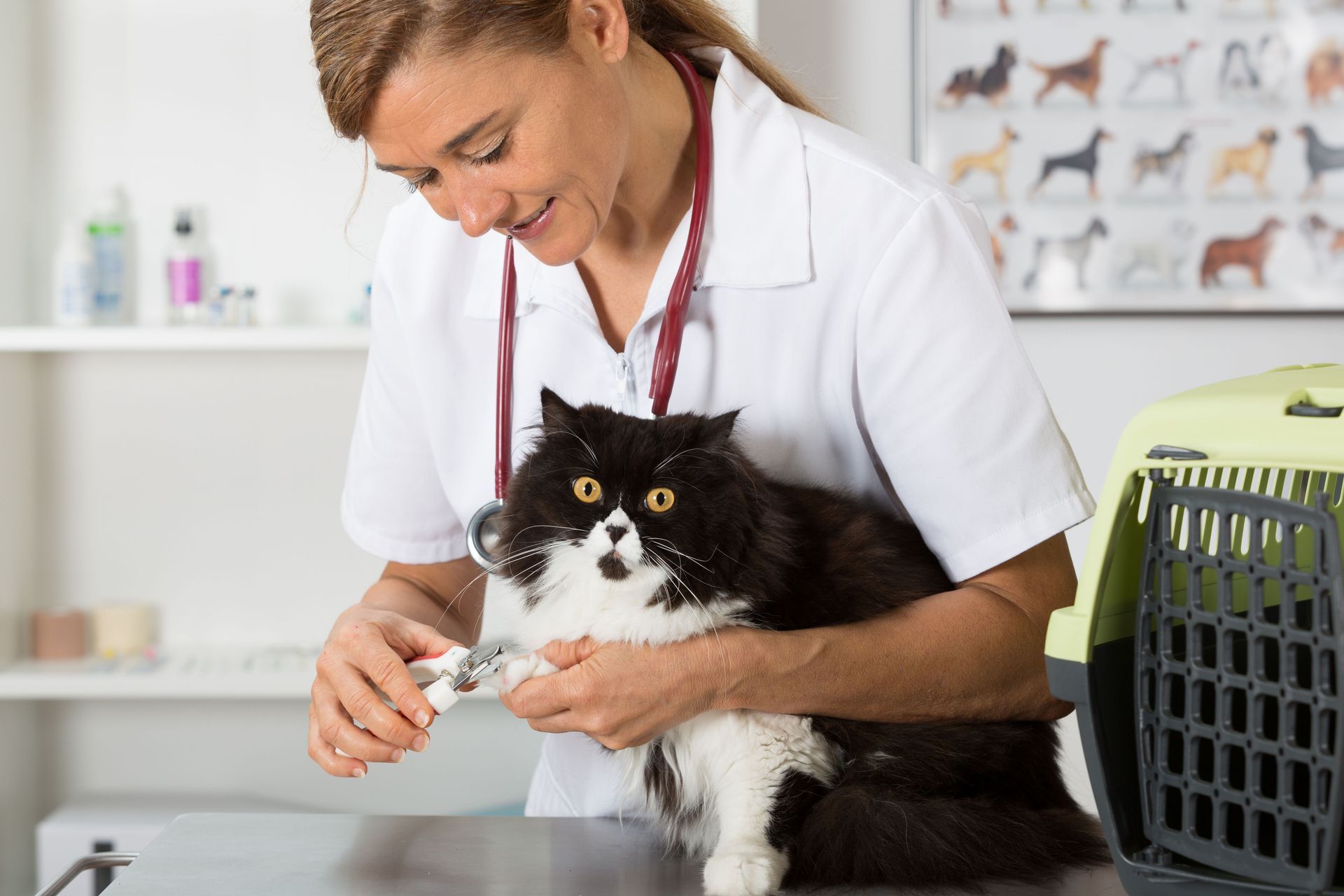 Veterinarian System Services Inc