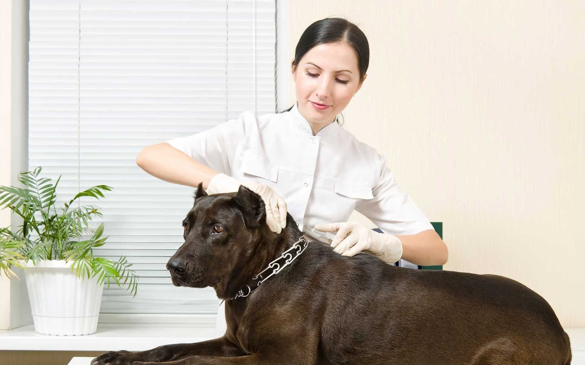 Veterinarian System Services Inc