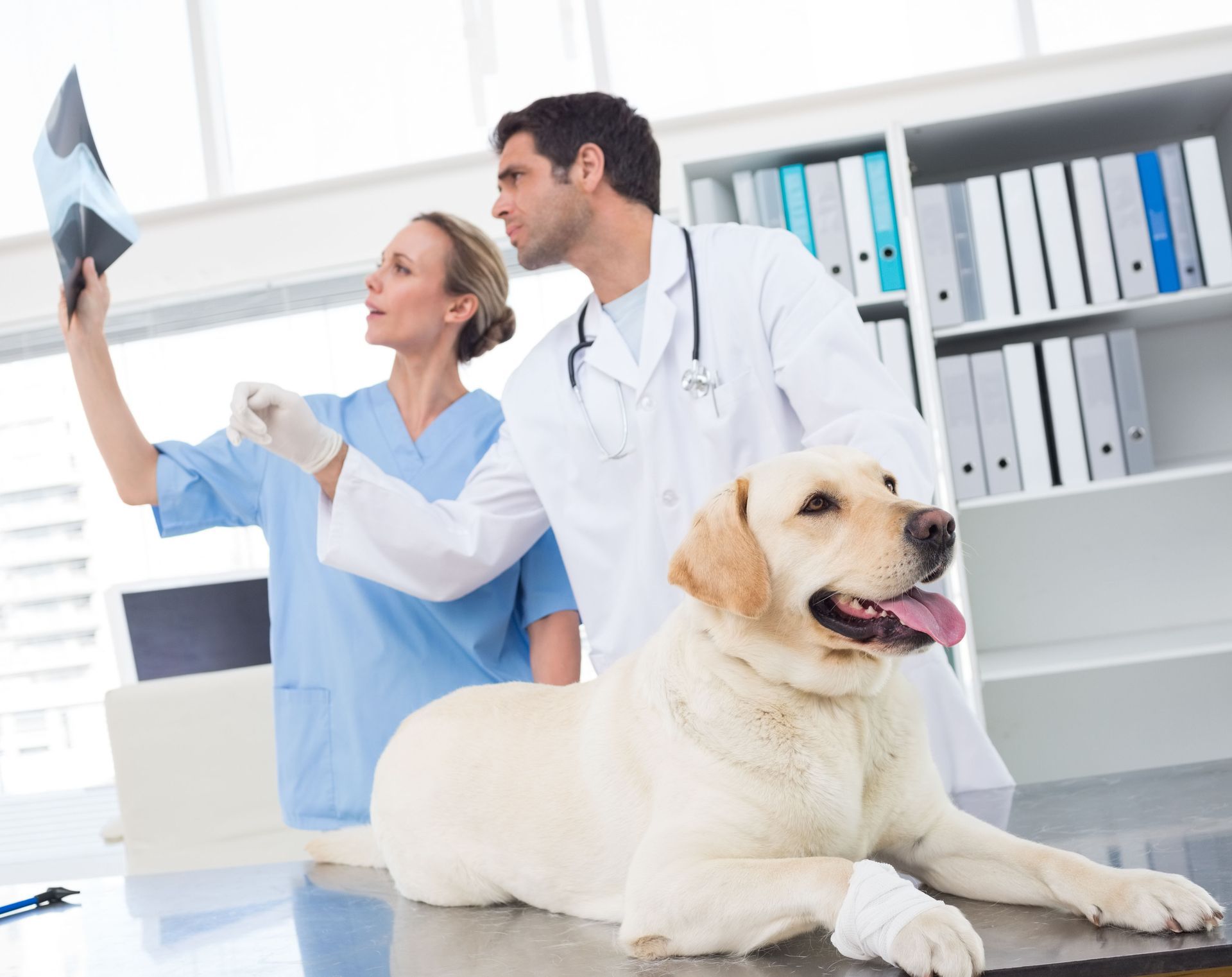 Veterinarian System Services Inc