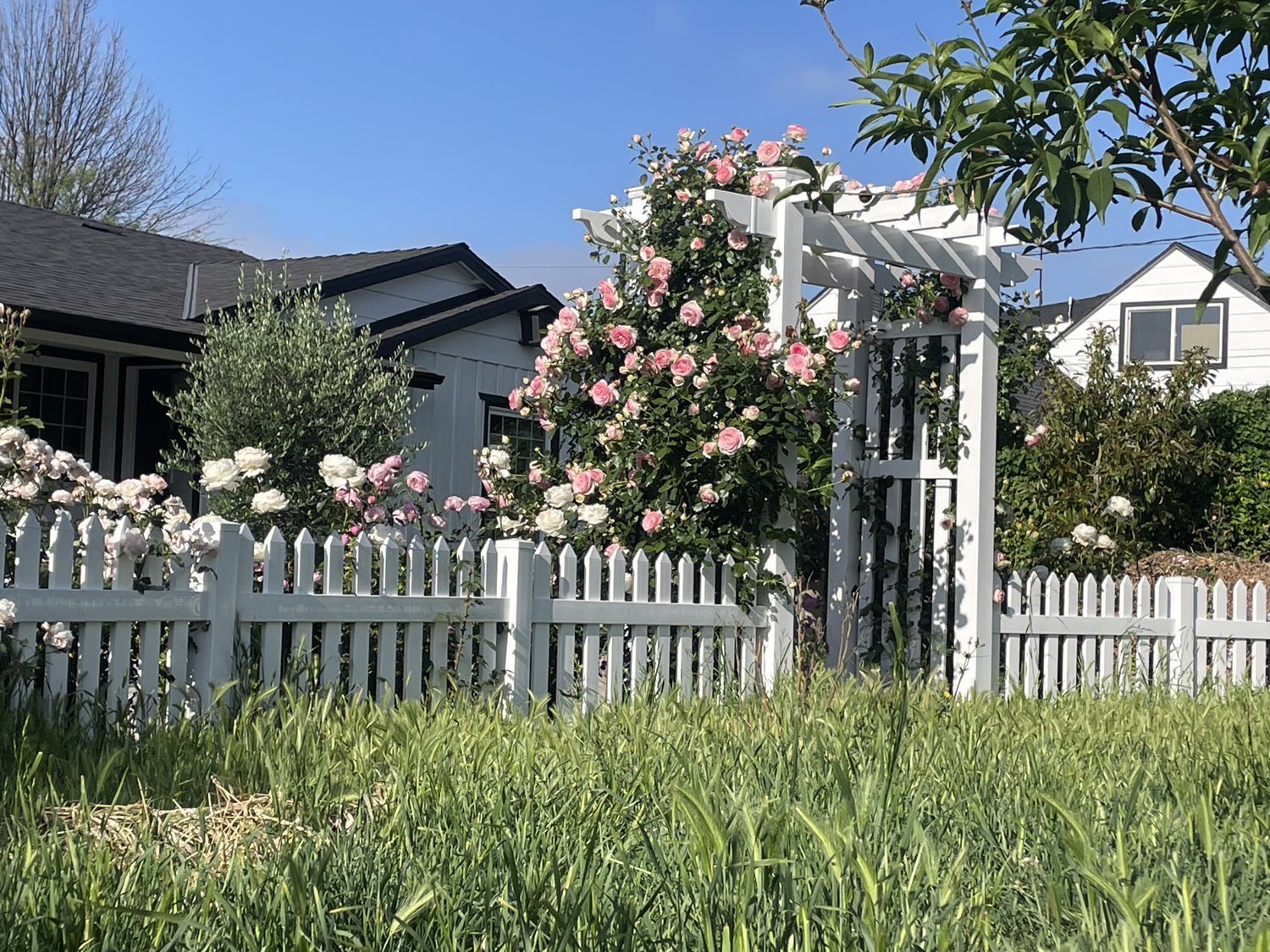 White picket fence with climbing roses, arbor, and houses on a sunny day.