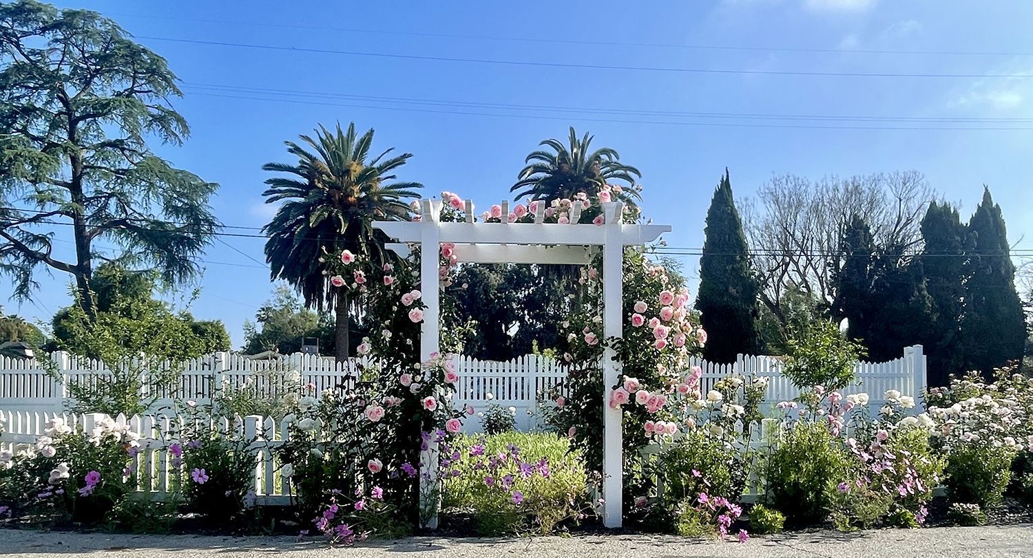 White picket fence with an arbor, roses, and trees against a blue sky.