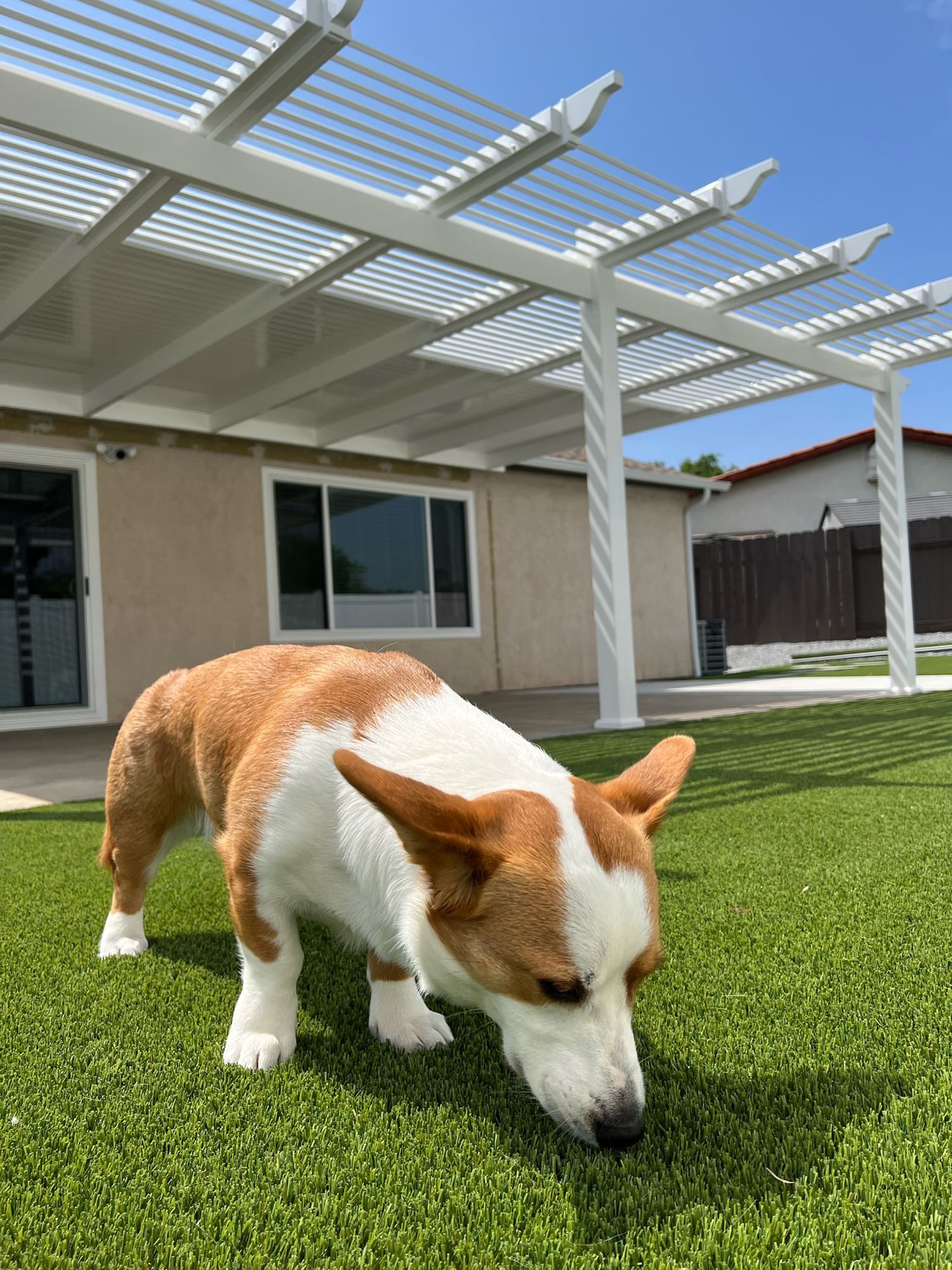 Corgi dog sniffs the green grass under a white pergola in front of a beige house on a sunny day.