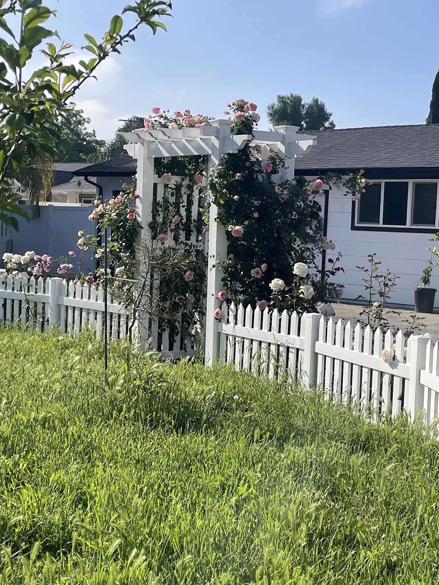 White picket fence and trellis adorned with pink roses in front of a house.
