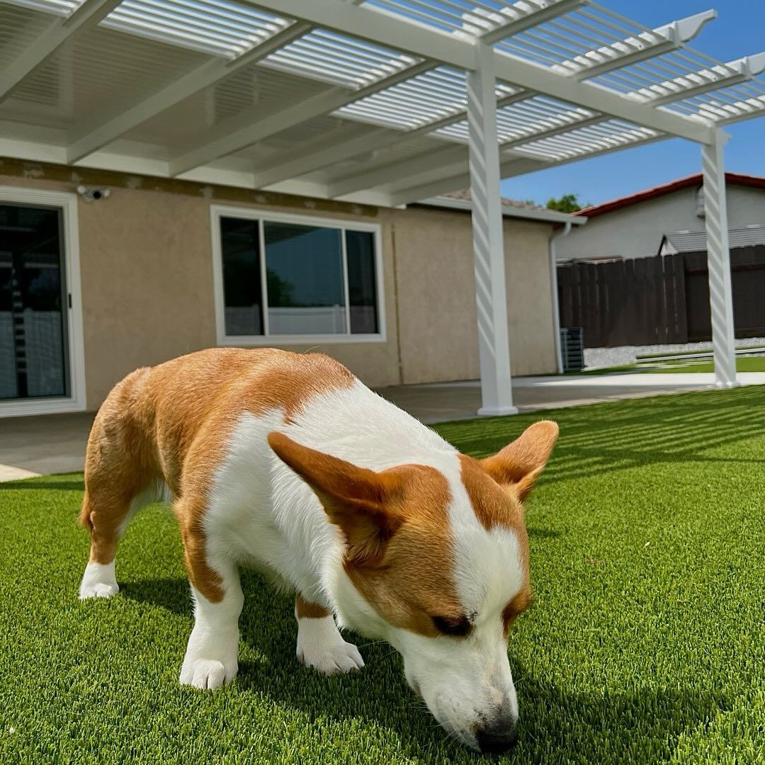 Corgi dog sniffing green grass outdoors under a white pergola and a sunny sky.