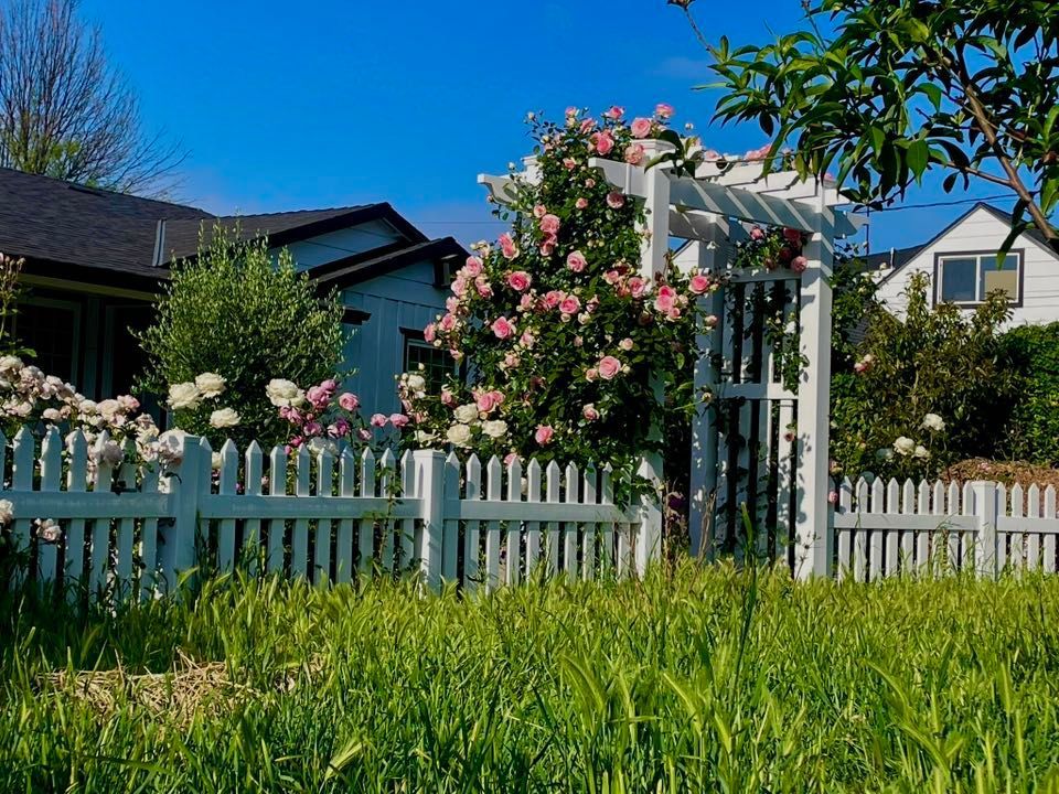 White picket fence with climbing roses and a white arbor in front of a house on a sunny day.
