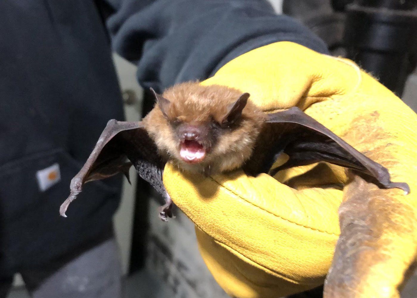 Captured bat
