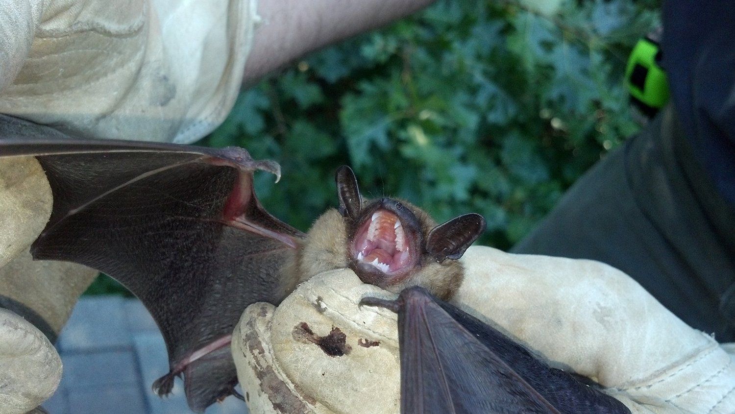 Captured bat