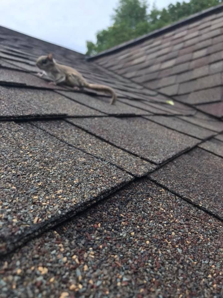 Squirrel on roof