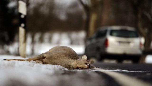 Deer died on the road