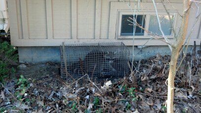 Captured raccoon