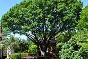 tree service