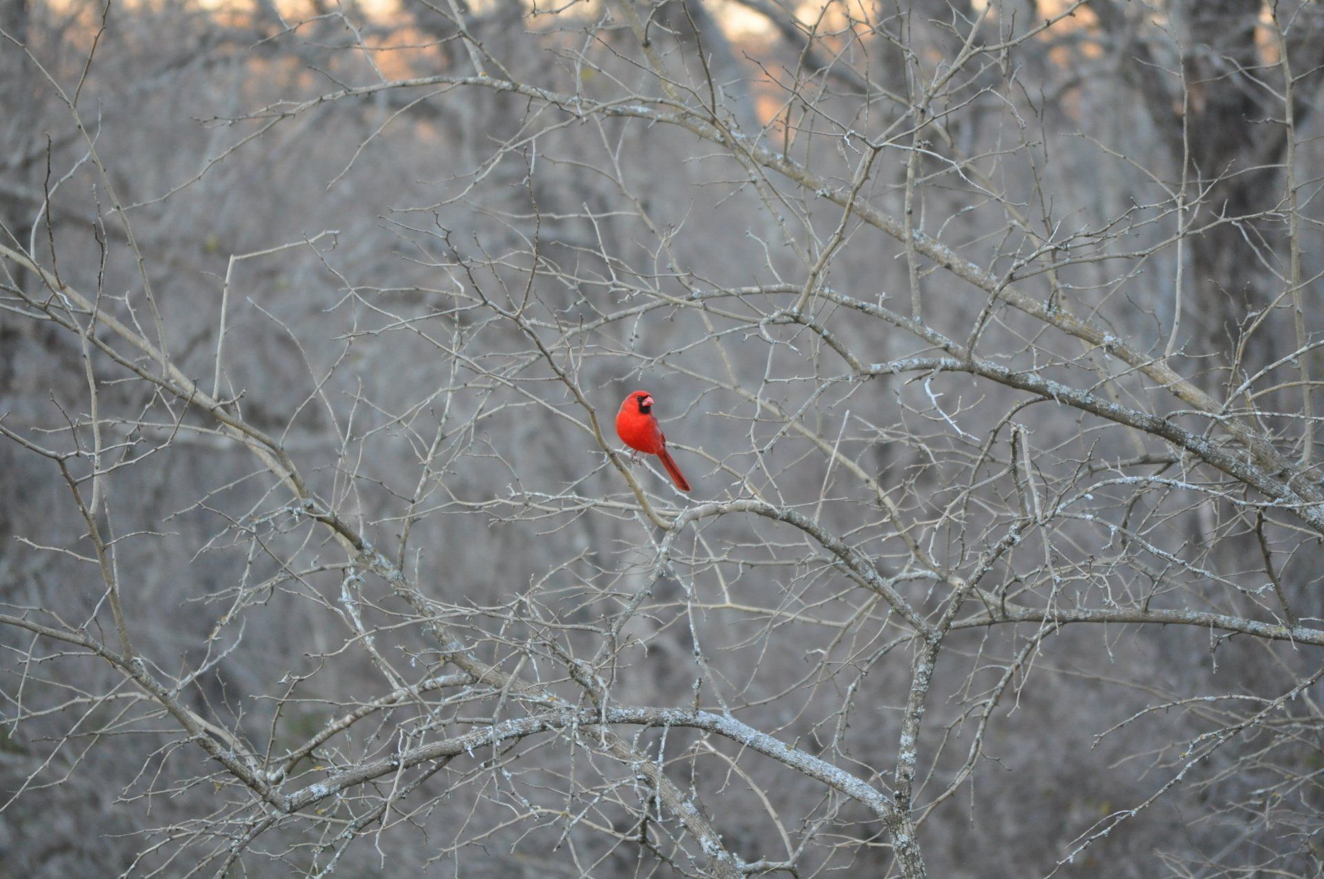 a bird sitting on a dried tree branches
