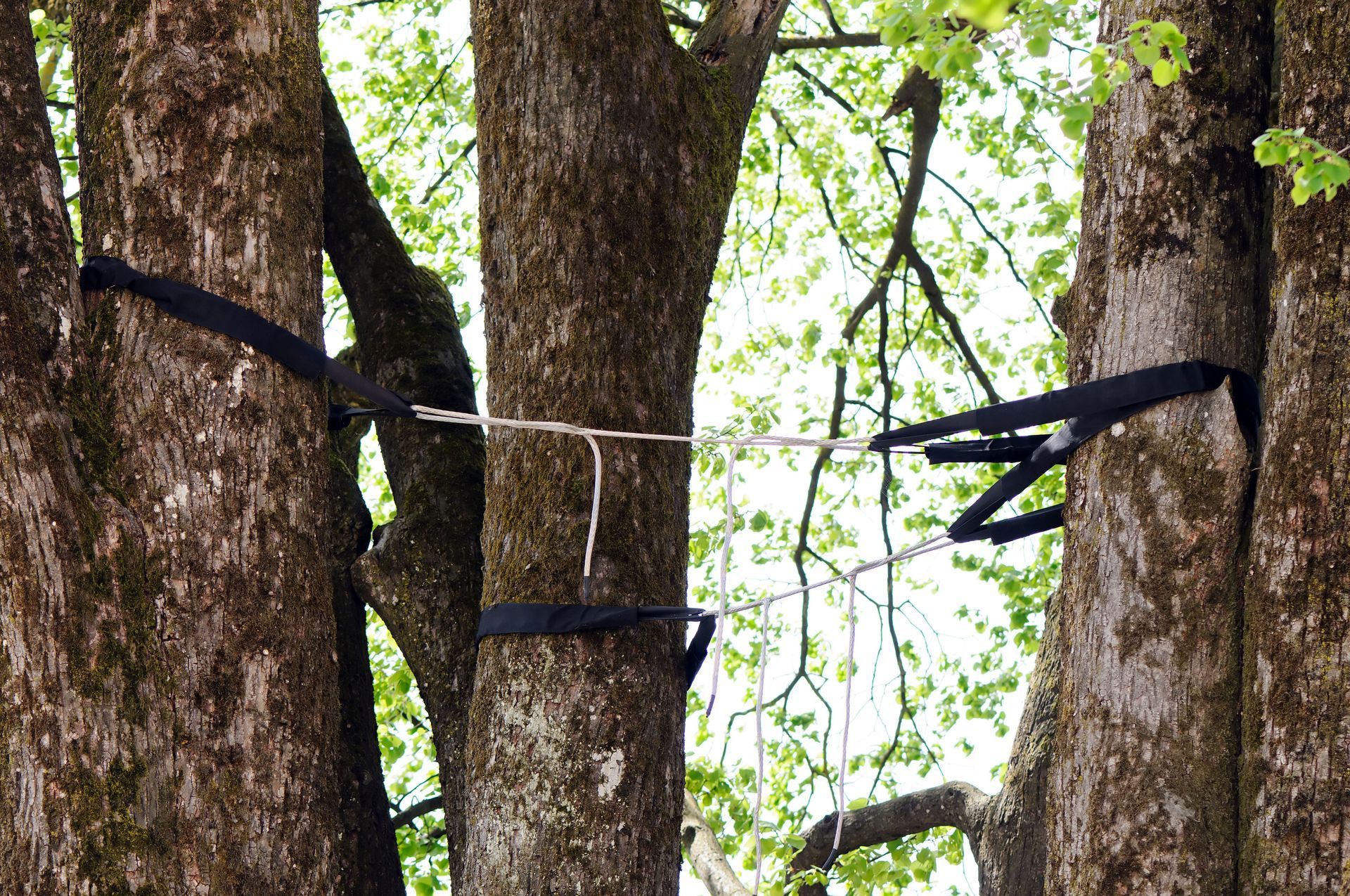 tree care companies