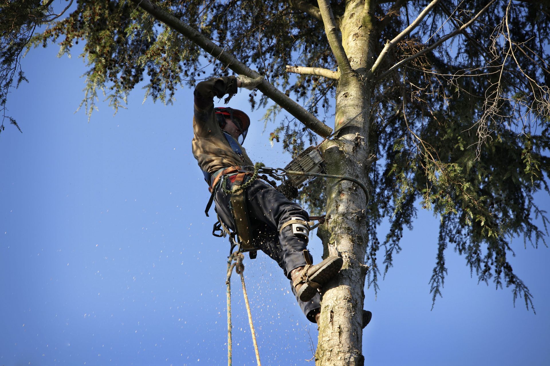 tree care company