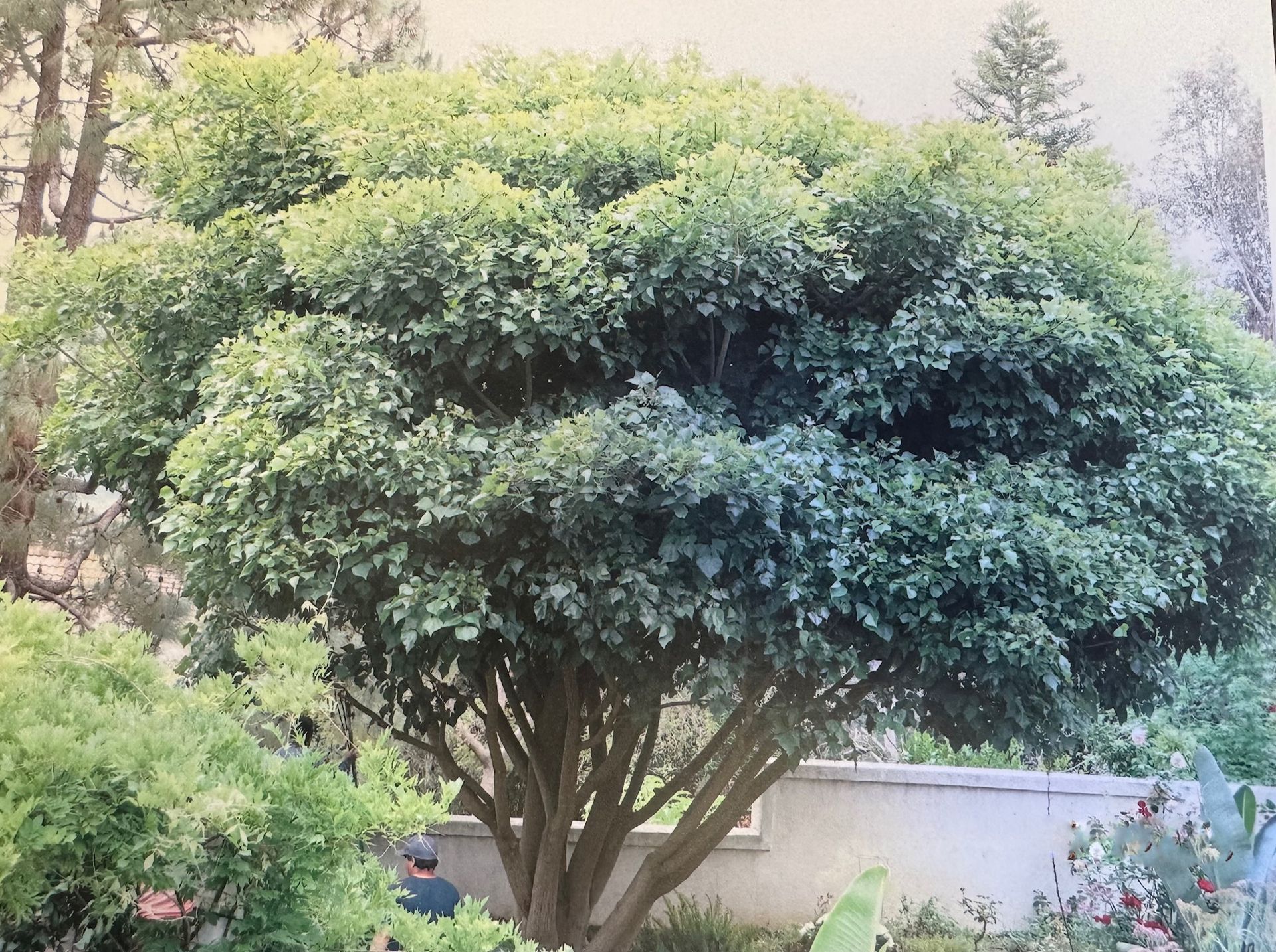 Coral Tree - After