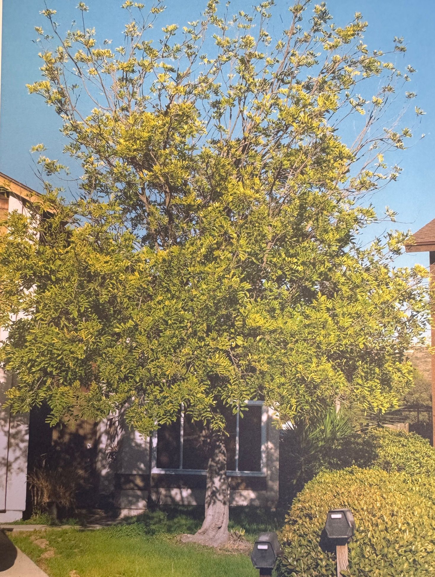 Carrotwood Tree - After