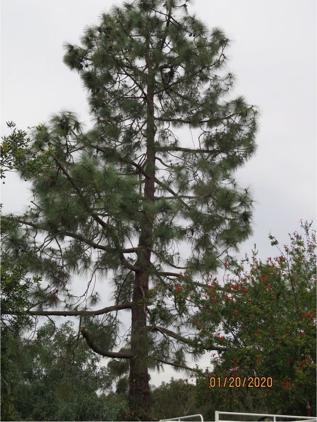 Tall evergreen tree with dark green needles, cloudy sky background - after
