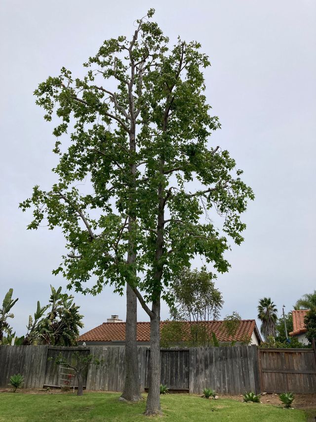 Tall tree with green leaves stands in a backyard with a wooden fence and house in the background - after