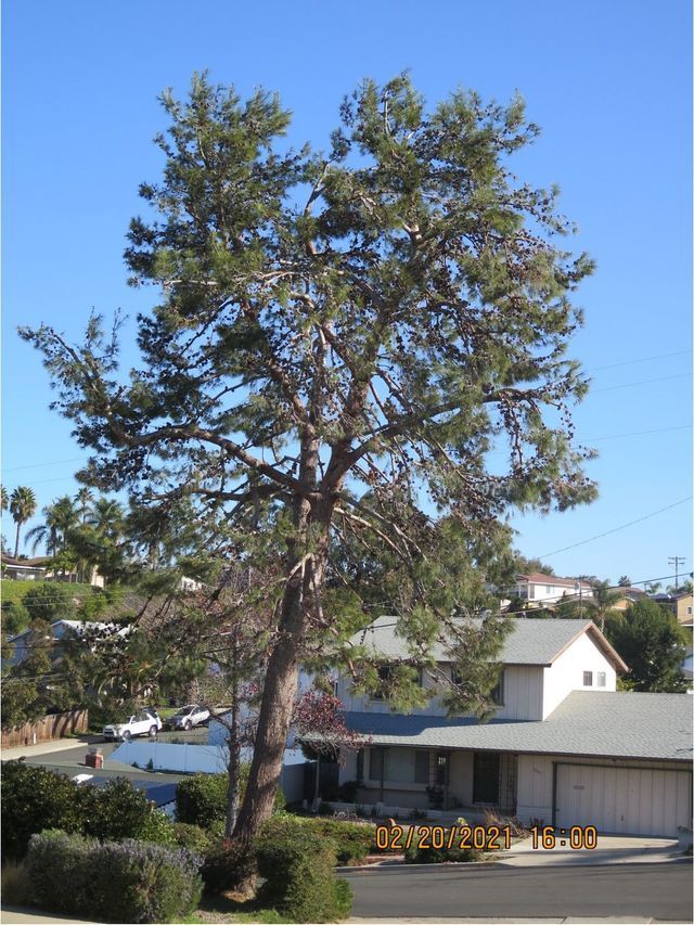 Large green pine tree on a residential street - after
