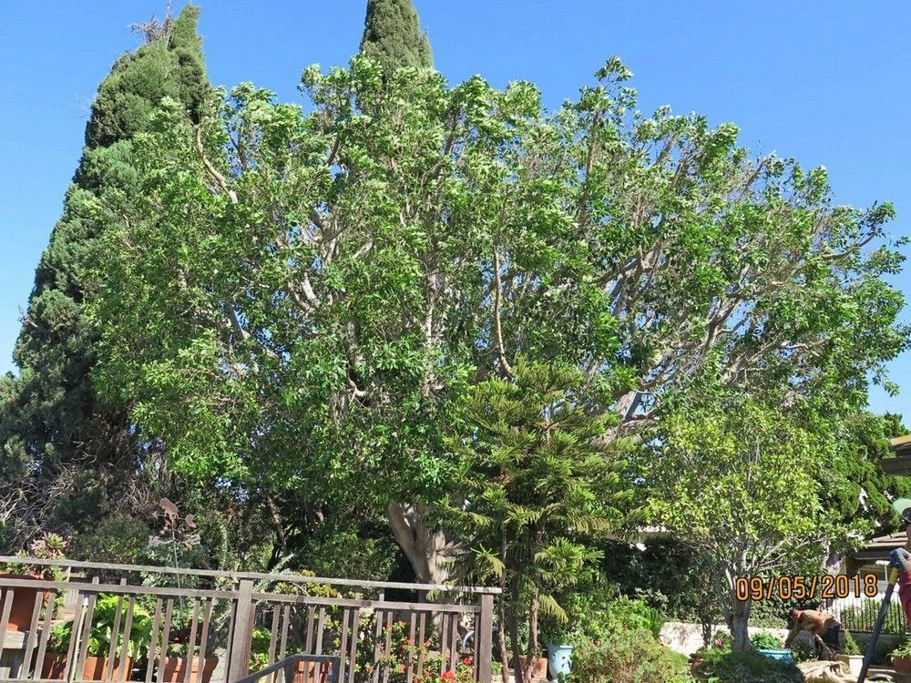 Large, leafy tree against a clear blue sky, next to a wooden fence and other greenery - after