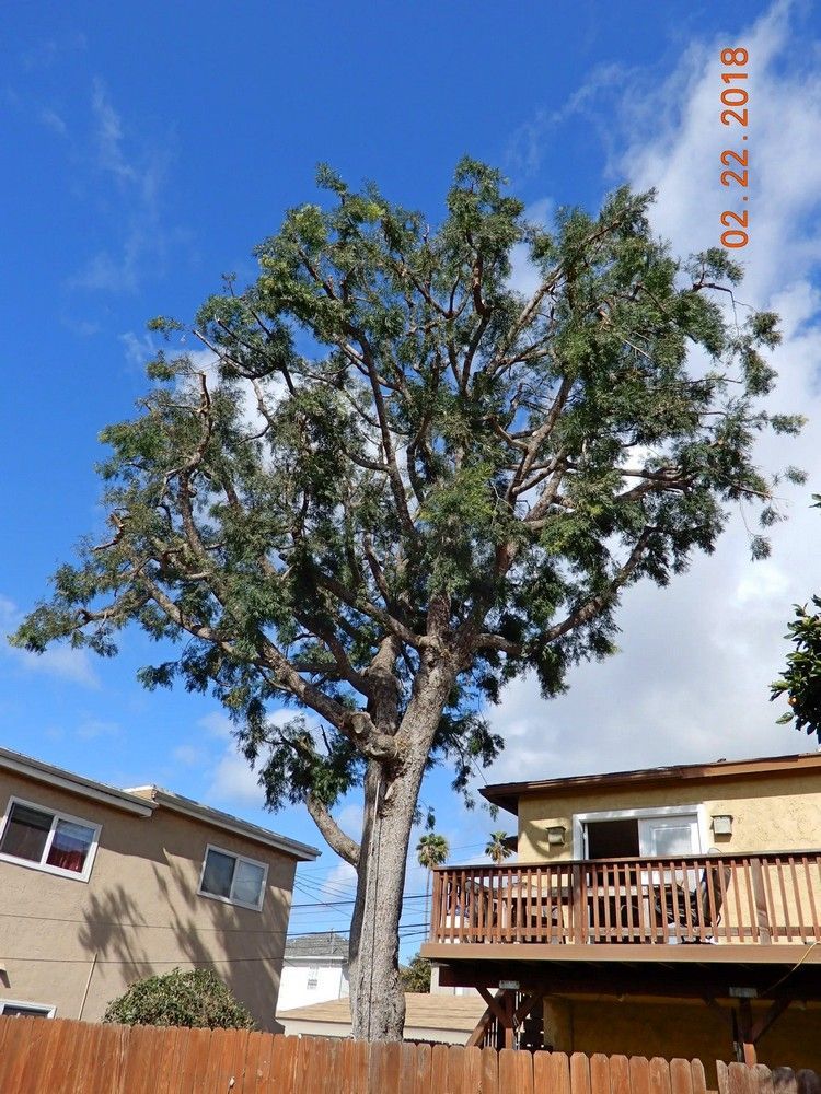 Tall tree next to a house with a wooden deck against a blue sky - after