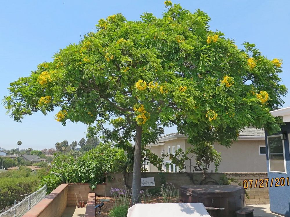 A tree with sparse green leaves and branches, set against a blue sky and houses - after