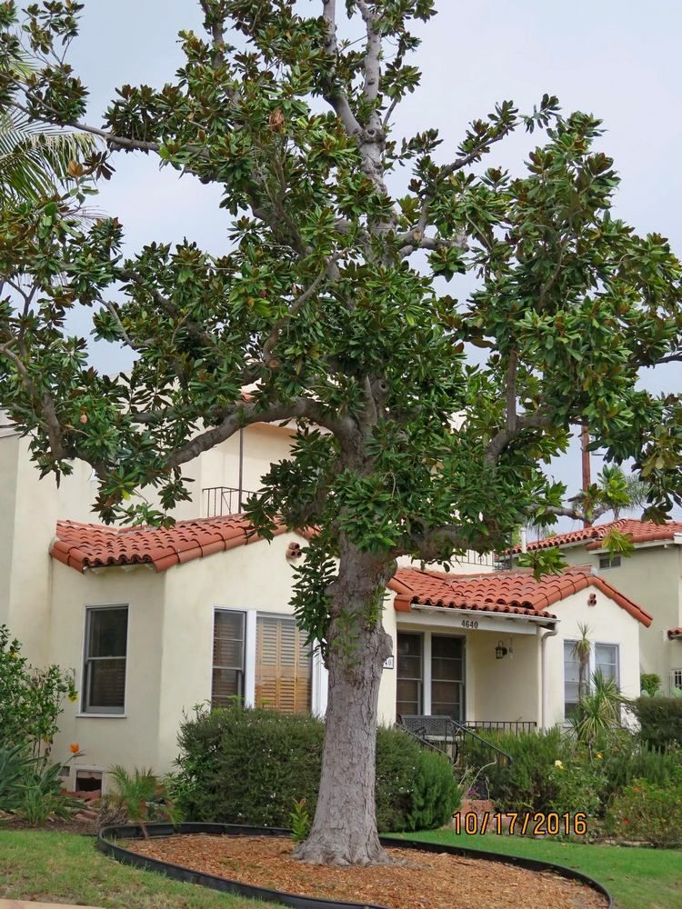 Tree with green and yellow leaves next to a home -  after